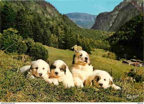 Carte postale animaux - carte,