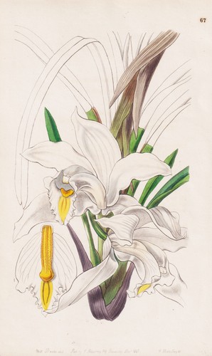 Cymbidium eburneum orchid des - cymbidium,
