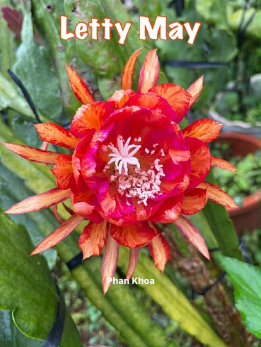 Epiphyllum letty - 🌺,