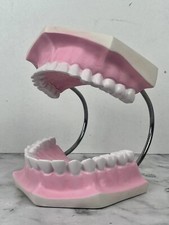 Grand Modèle Anatomique de