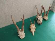 4 TROPHEE DE CHEVREUIL BROCARD