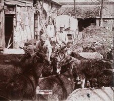 Ravitaillement, ânes guerre