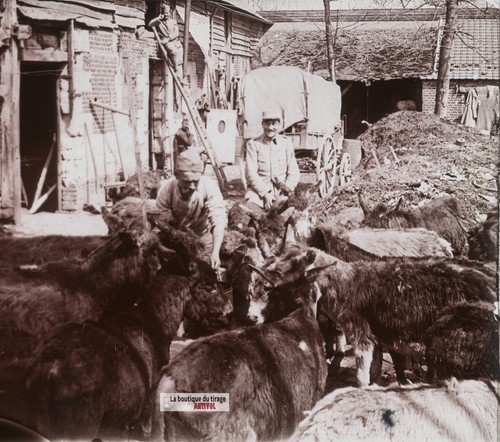 Ravitaillement ânes guerre - ravitaillement,,