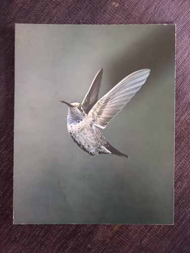 Eliot porter blue throated - eliot,