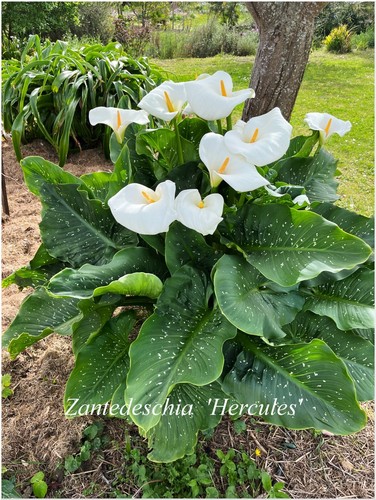 Zantedeschia hercules white - zantedeschia,