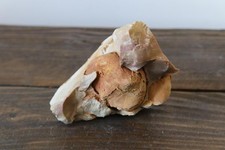 Fossilized sea urchins [EN]