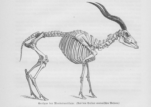 Mendesantilope addax - mendesantilope, (