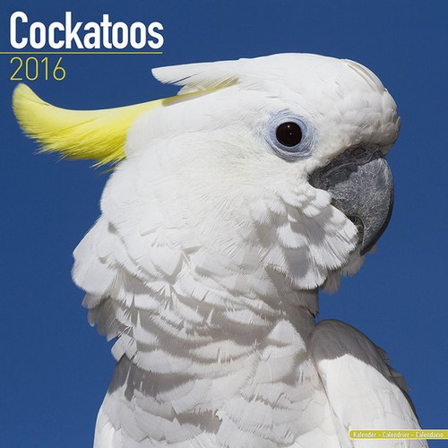 Calendrier 2016 perroquet - calendrier,