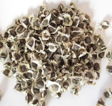 Graines de Moringa oleifera de SÉNÉGAL