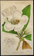 1855 - Rhododendron Madden - Chromolithographie - Gravure de fleur en couleurs
