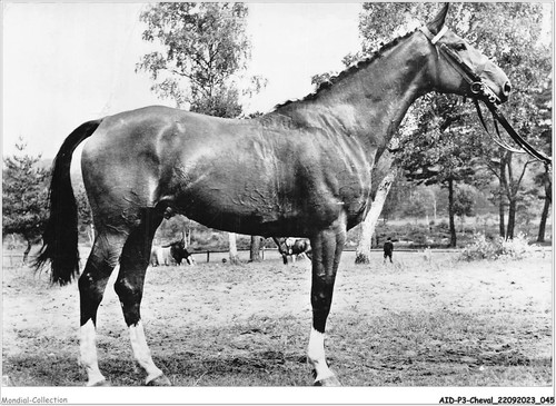 Aidp3 chevaux 0173 - aidp3-chevaux-0173,