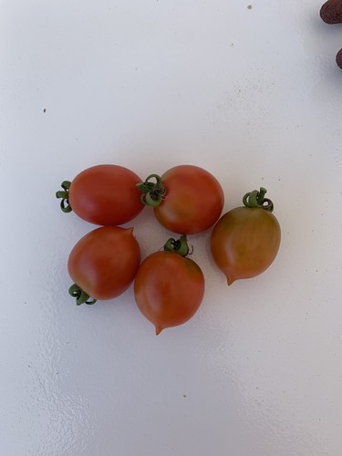 Graines tomates brin de - de,