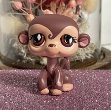 🌺Petshop singe araignee