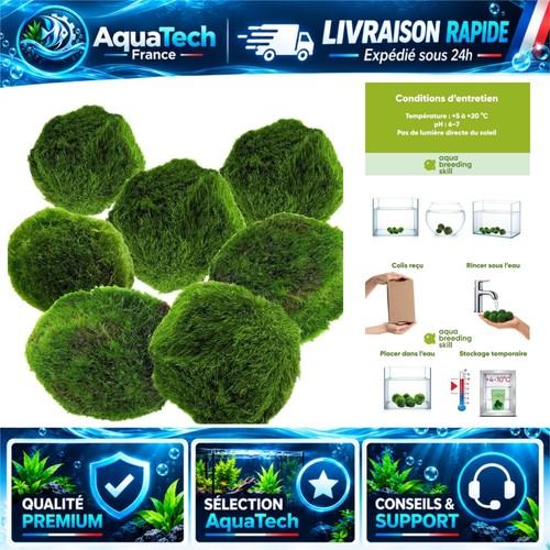 Marimo moss balls cm lot - marimo,