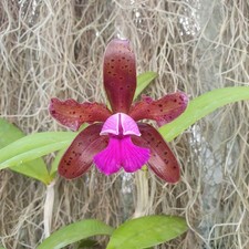 Cattleya tigrina escura x
