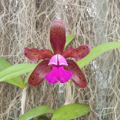 Cattleya tigrina escura - , x