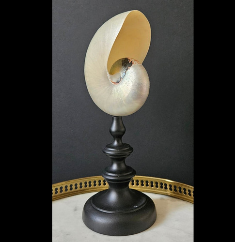 Nautile nacré socle bois - nautile,