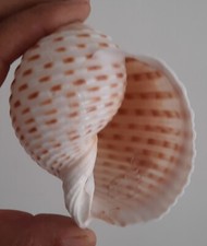 curiosité , taxidermie ,Coquillage : Tonna Tessellata