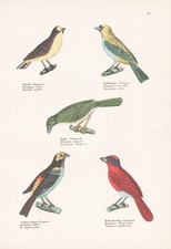Tangaren Tangara Oiseau Litho