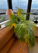 Plante verte d'interieur