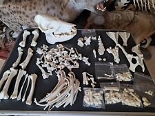 Squelette désarticulé de Pécari à collier ; Pecari tajacu