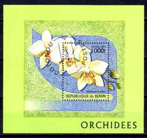 Fleurs orchidées bénin - orchidées,