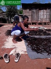 20 Gousses de Vanille Bourbon de MADAGASCAR Gourmet  grade A 16/18 cm