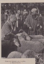 1942  --  ALGERIE  VENTE DE MOUTONS SOUS LA PLUIE A MAISON CARREE  3B498