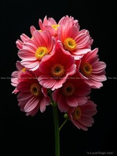 Photo A4 Fleurs Artistiques