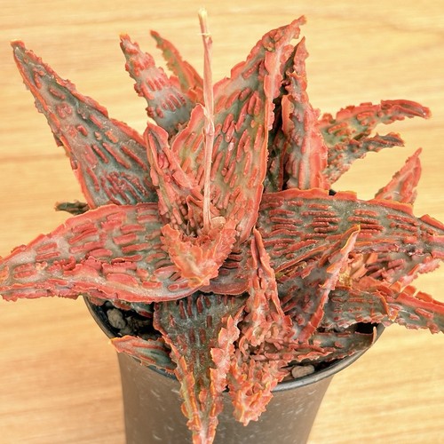 Aloe tct pot - cm, (cod.