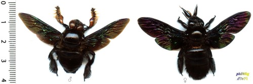 Abeille bee couple - /,