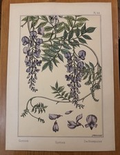 Eugène GRASSET : GLYCINE