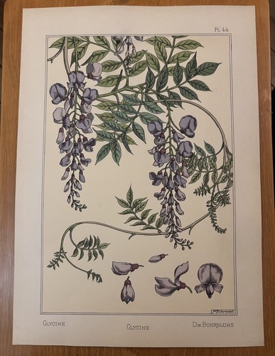 Eugène grasset glycine - :,