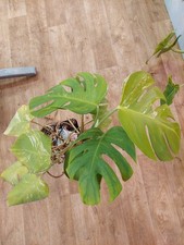 Monstera ‘Albo Variegata’ – Feuillage blanc et vert, plante rare et graphique