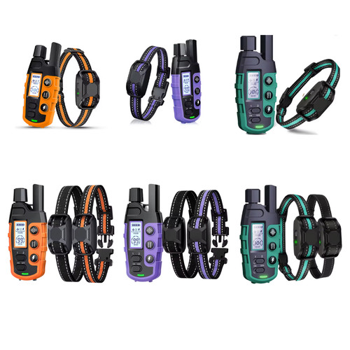 Collier dressage chien