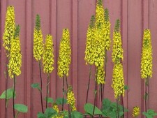 Set de table photo poster