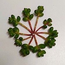 Sedum stahlii succulente lot - sedum,