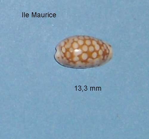 Cypraea esontropia - ,