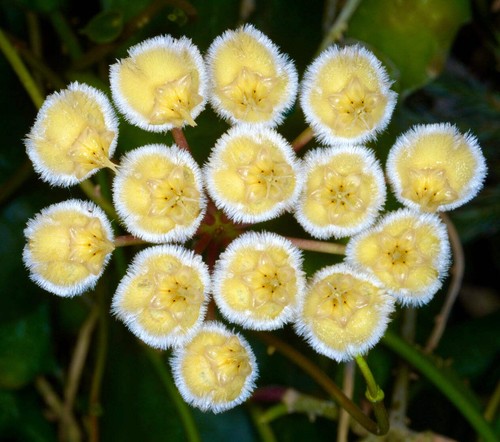 Hoya imbricata 25cm wax - 5-25cm, |