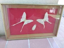 Papillon Comète - Argema