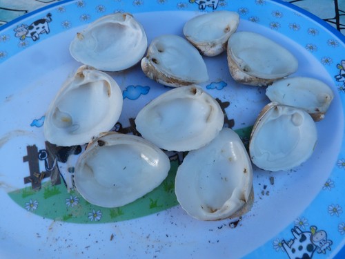 Lot coquillages de - lot, 10