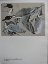 Magnifique Impression D'Oiseau Tunnicliffe ~ Canard Siffleur Mâle