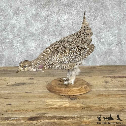 32147 sharp tailed grouse - e, sharp-tailed