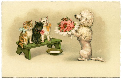 Chats cats chien dog - , chien.
