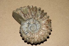 ammonite Douvilleiceras