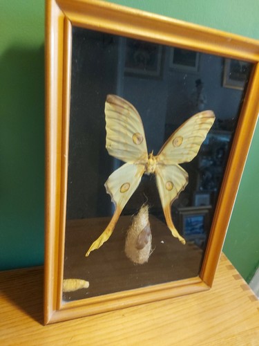 Grand papillon comete - grand,