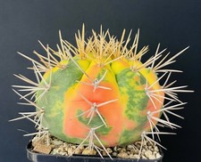 VERY RARE! Gymnocalycium