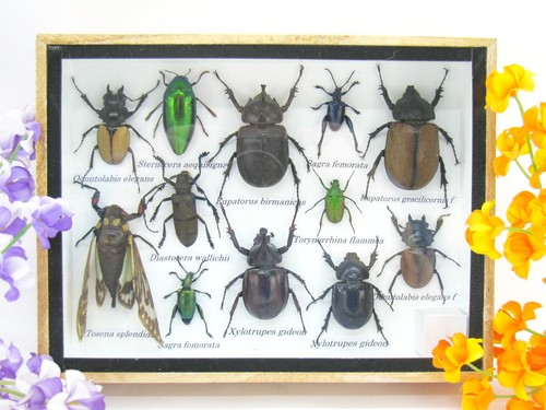 Insectes exotiques réel - 3d,