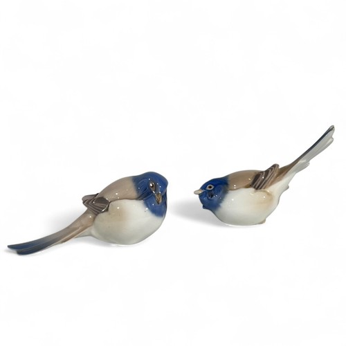 Couple mésange séduction - couple,