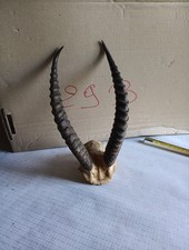 Trophée Massacre Gazelle